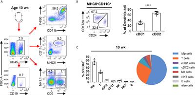 cDC1 Dependent Accumulation of Memory T Cells Is Required for Chronic Autoimmune Inflammation in Murine Testis